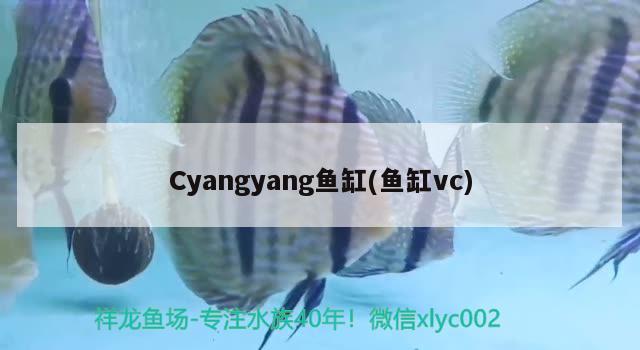 Cyangyang魚缸(魚缸vc)