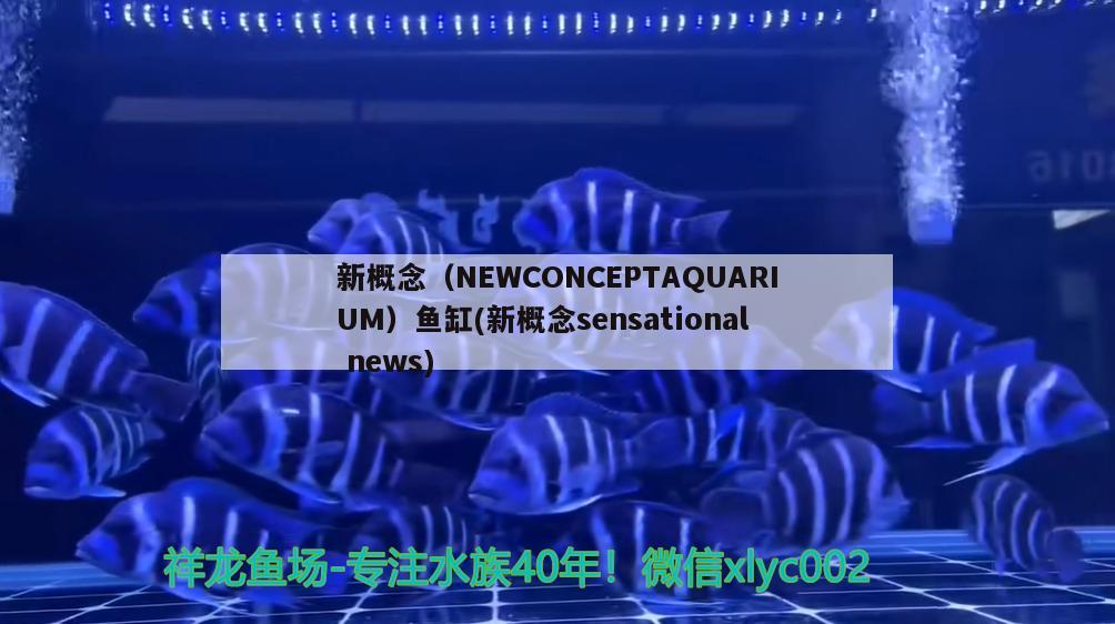 新概念（NEWCONCEPTAQUARIUM）魚缸(新概念sensationalnews)