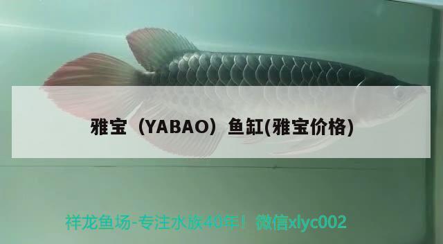 雅寶（YABAO）魚缸(雅寶價格) 其他品牌魚缸