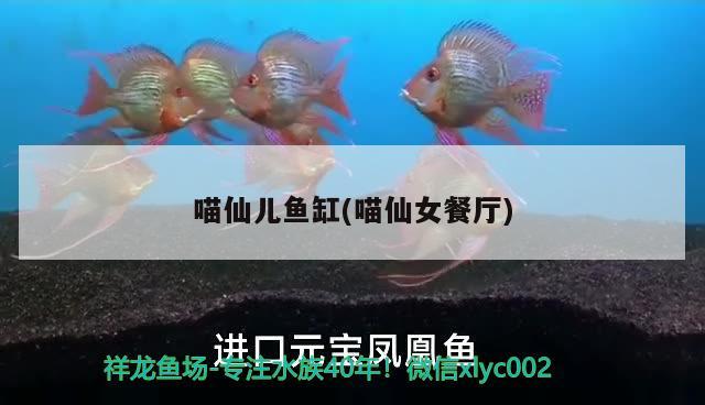 喵仙兒魚缸(喵仙女餐廳)