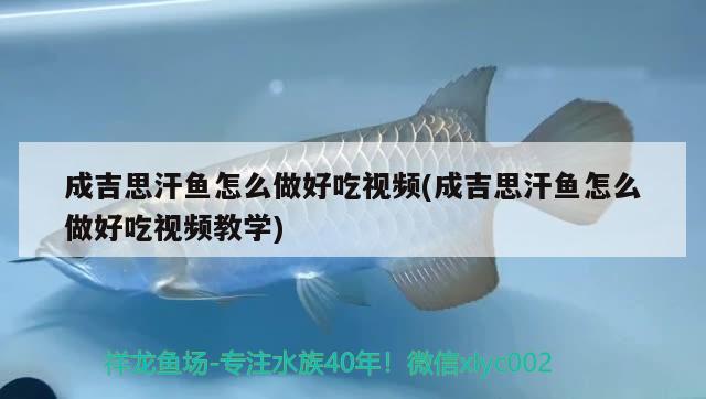 成吉思汗魚怎么做好吃視頻(成吉思汗魚怎么做好吃視頻教學(xué)) 觀賞魚