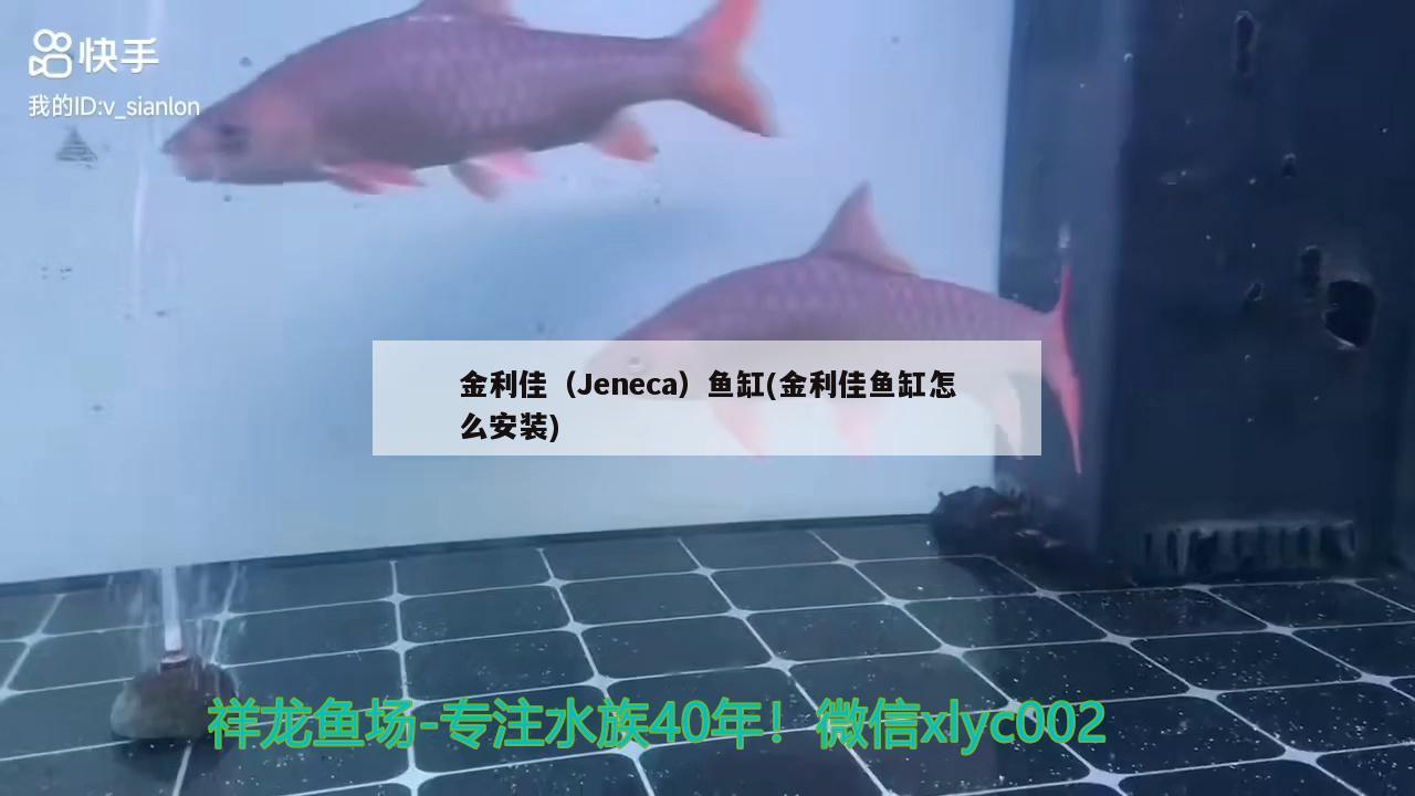 金利佳（Jeneca）魚缸(金利佳魚缸怎么安裝) 其他品牌魚缸