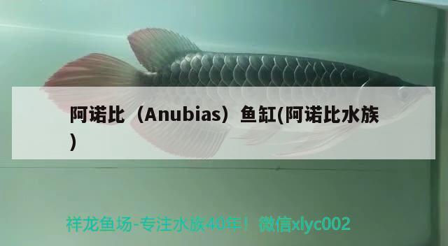 阿諾比（Anubias）魚缸(阿諾比水族) 其他品牌魚缸