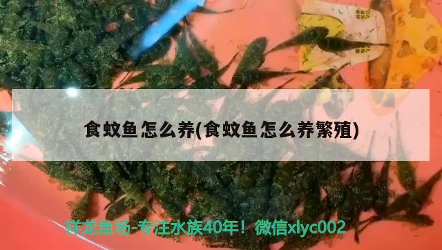 食蚊魚怎么養(yǎng)(食蚊魚怎么養(yǎng)繁殖)