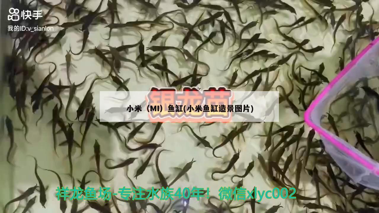 小米（MI）魚缸(小米魚缸造景圖片)