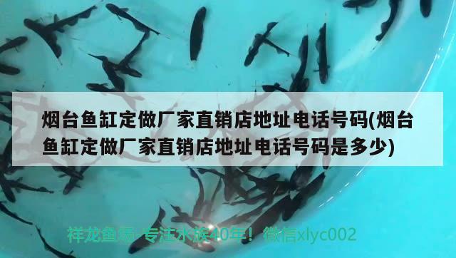 煙臺魚缸定做廠家直銷店地址電話號碼(煙臺魚缸定做廠家直銷店地址電話號碼是多少) 粗線銀版魚