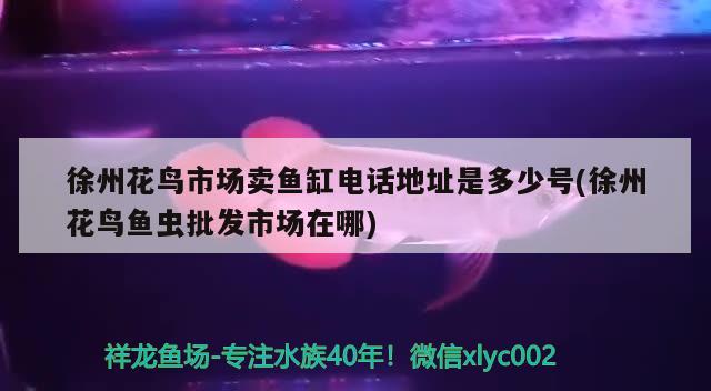 徐州花鳥市場(chǎng)賣魚缸電話地址是多少號(hào)(徐州花鳥魚蟲批發(fā)市場(chǎng)在哪) 魚缸清潔用具