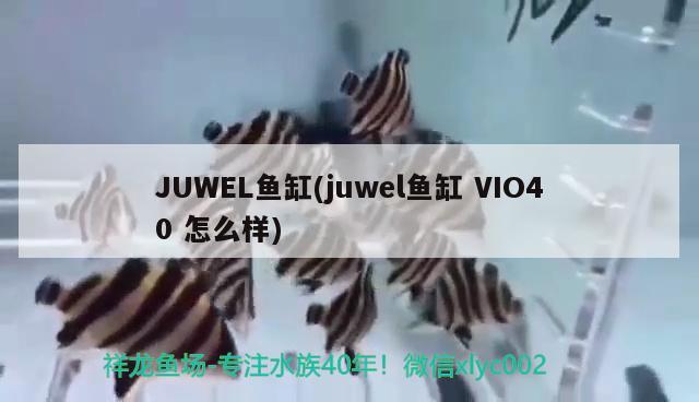 JUWEL魚缸(juwel魚缸VIO40怎么樣) 其他品牌魚缸