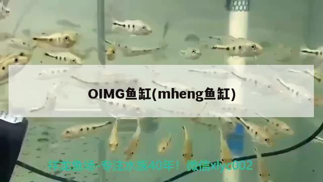 OIMG魚缸(mheng魚缸)