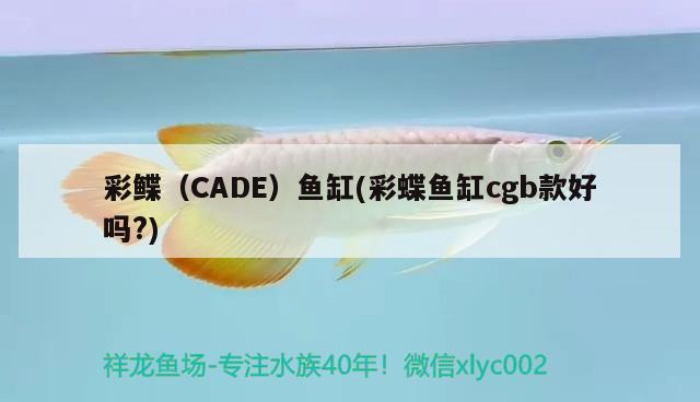 彩鰈（CADE）魚缸(彩蝶魚缸cgb款好嗎?) 其他品牌魚缸