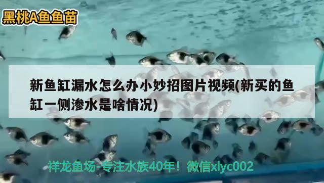 新魚缸漏水怎么辦小妙招圖片視頻(新買的魚缸一側(cè)滲水是啥情況)