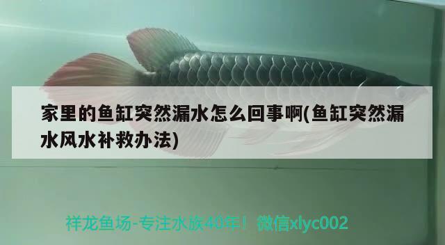 家里的魚缸突然漏水怎么回事啊(魚缸突然漏水風水補救辦法) 魚缸風水