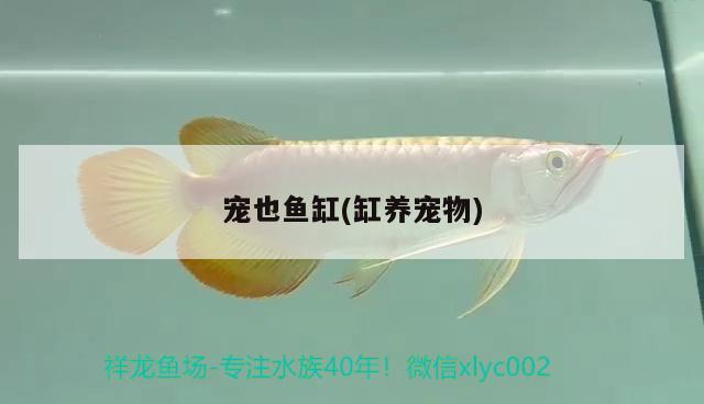 寵也魚缸(缸養(yǎng)寵物) 其他品牌魚缸