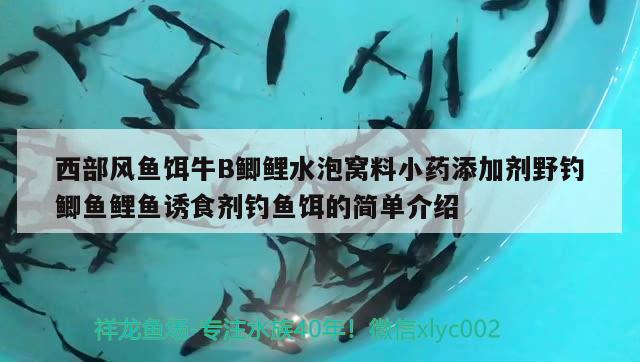 西部風(fēng)魚餌牛B鯽鯉水泡窩料小藥添加劑野釣鯽魚鯉魚誘食劑釣魚餌的簡單介紹 垂釣樂園