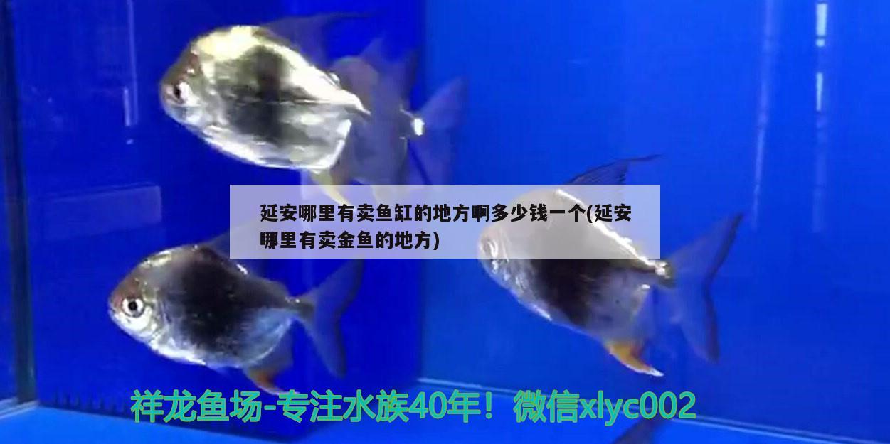 延安哪里有賣(mài)魚(yú)缸的地方啊多少錢(qián)一個(gè)(延安哪里有賣(mài)金魚(yú)的地方)