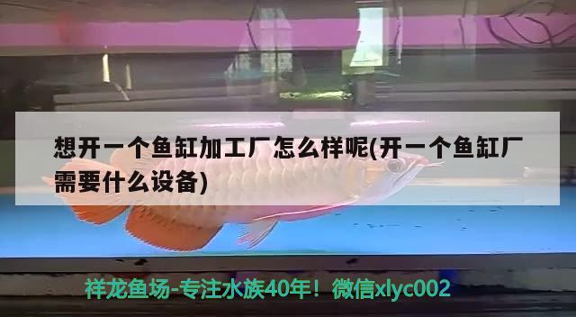 想開一個(gè)魚缸加工廠怎么樣呢(開一個(gè)魚缸廠需要什么設(shè)備) 白化巴西龜（白巴）