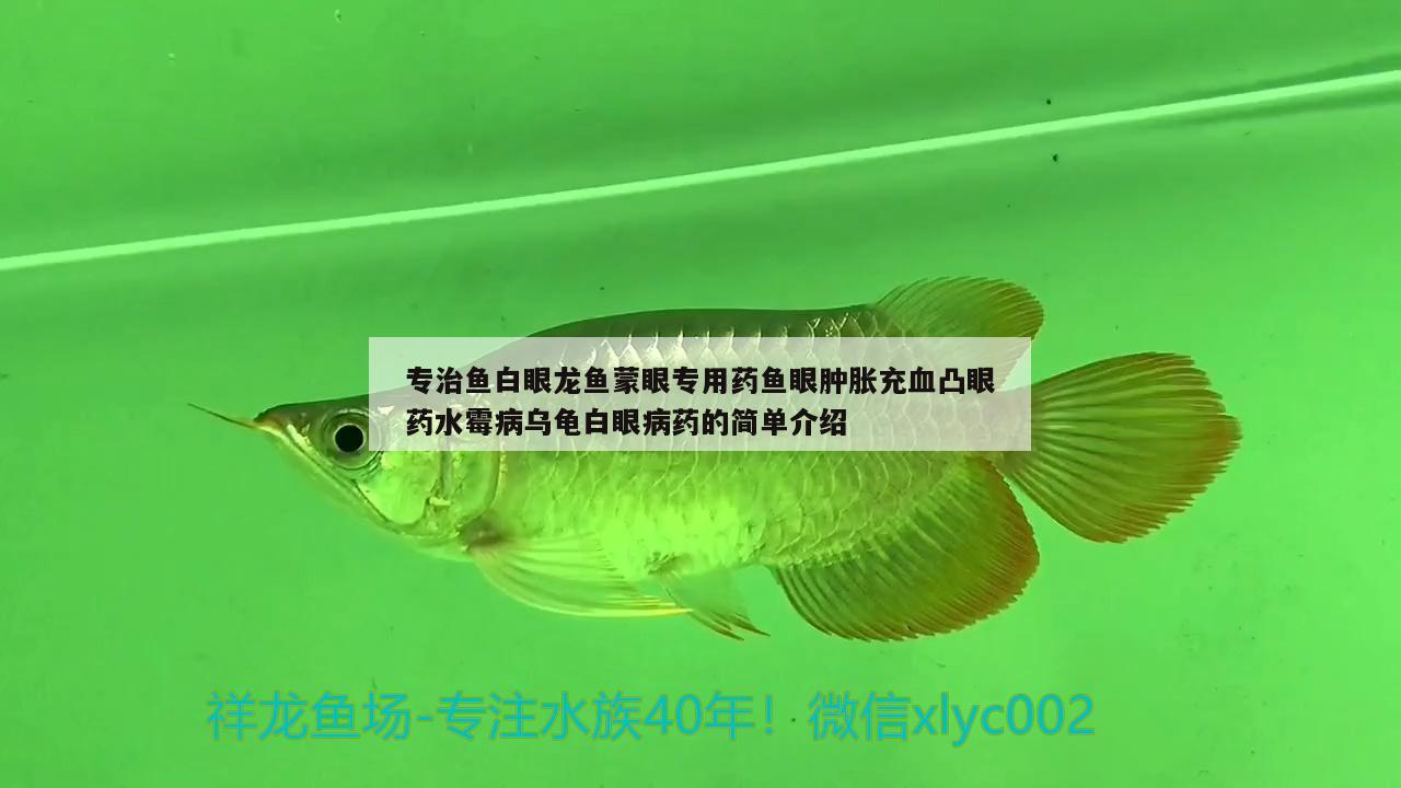 專治魚白眼龍魚蒙眼專用藥魚眼腫脹充血凸眼藥水霉病烏龜白眼病藥的簡(jiǎn)單介紹 烏龜