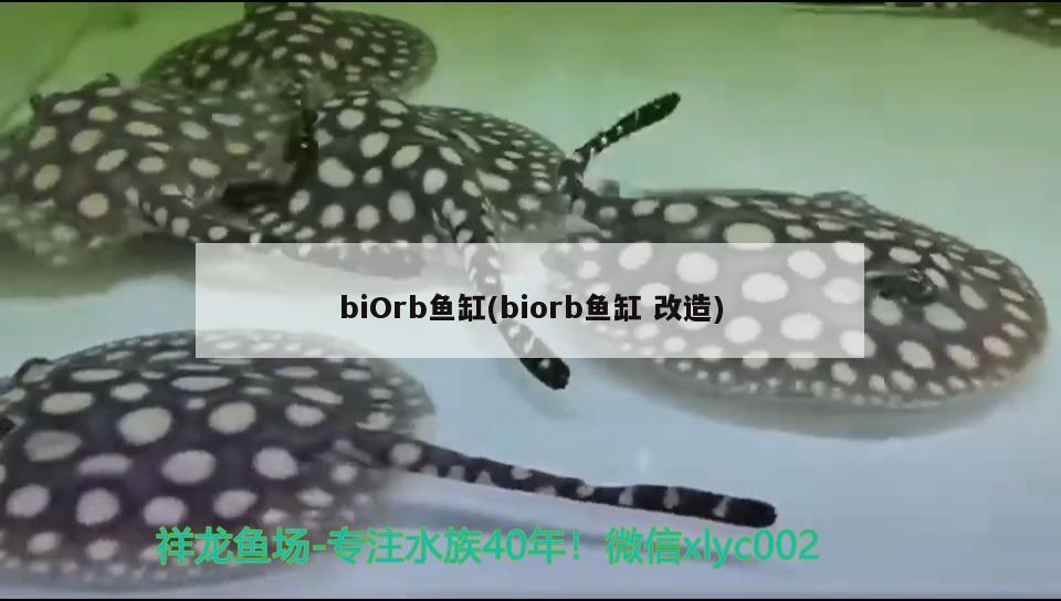 biOrb魚缸(biorb魚缸改造) 其他品牌魚缸