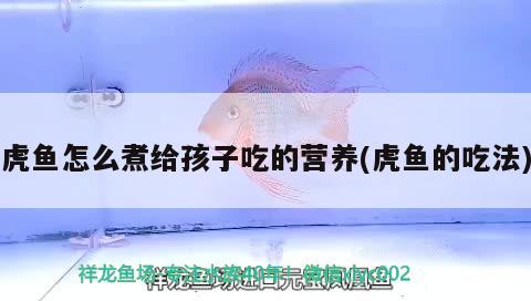 虎魚怎么煮給孩子吃的營養(yǎng)(虎魚的吃法)