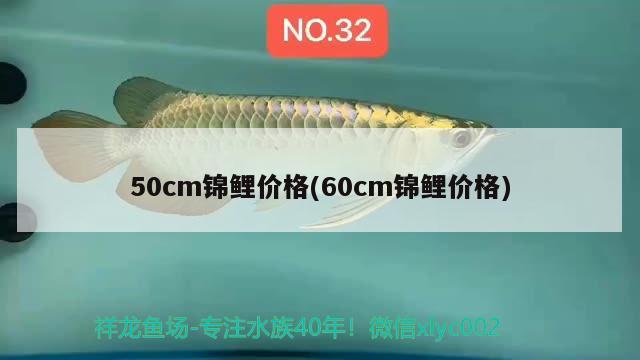 50cm錦鯉價(jià)格(60cm錦鯉價(jià)格) 觀賞魚