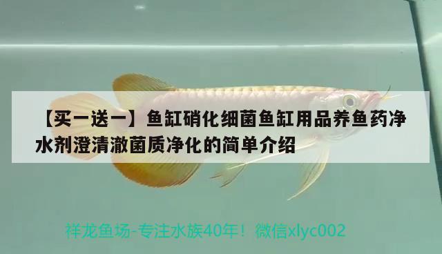 【買一送一】魚缸硝化細菌魚缸用品養(yǎng)魚藥凈水劑澄清澈菌質(zhì)凈化的簡單介紹 硝化細菌