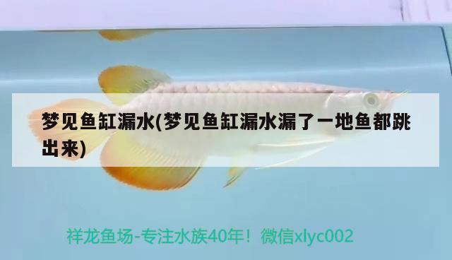 夢(mèng)見魚缸漏水(夢(mèng)見魚缸漏水漏了一地魚都跳出來(lái))