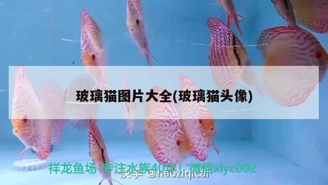 玻璃貓圖片大全(玻璃貓頭像) 觀賞魚