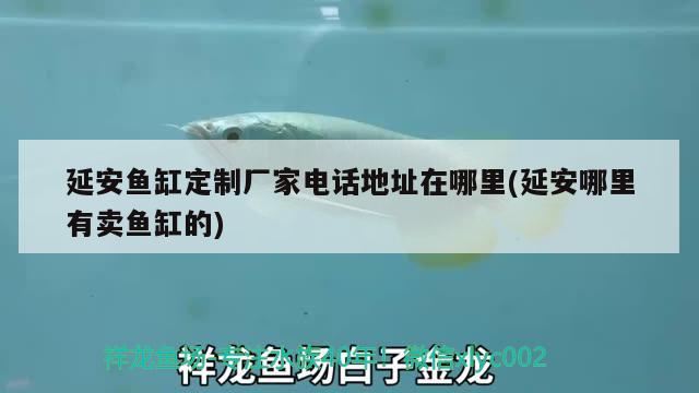 延安魚缸定制廠家電話地址在哪里(延安哪里有賣魚缸的) 赤荔鳳冠魚