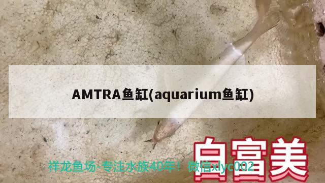 AMTRA魚缸(aquarium魚缸)