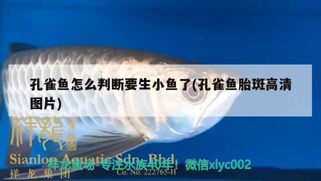 孔雀魚怎么判斷要生小魚了(孔雀魚胎斑高清圖片) 觀賞魚