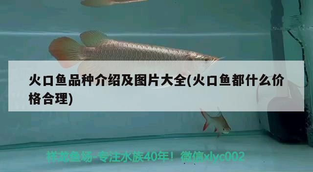 火口魚品種介紹及圖片大全(火口魚都什么價格合理)