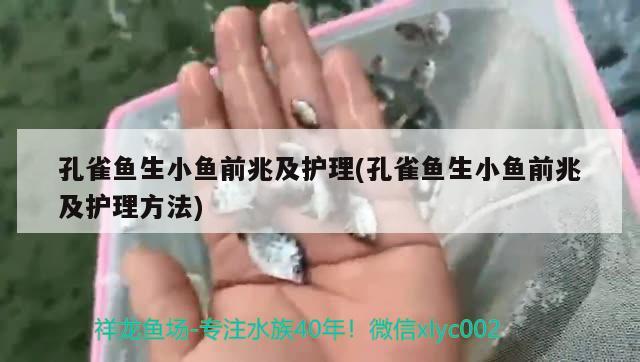 孔雀魚生小魚前兆及護理(孔雀魚生小魚前兆及護理方法)