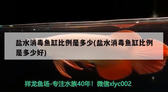 鹽水消毒魚缸比例是多少(鹽水消毒魚缸比例是多少好) 黃吉金龍（白子金龍魚）