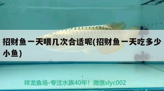 招財(cái)魚一天喂幾次合適呢(招財(cái)魚一天吃多少小魚) 觀賞魚