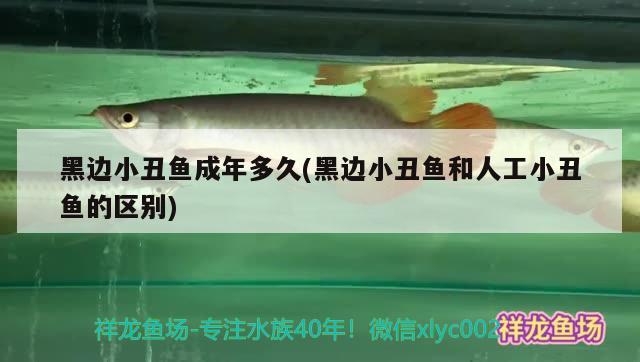 黑邊小丑魚成年多久(黑邊小丑魚和人工小丑魚的區(qū)別)