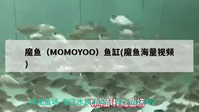 魔魚（MOMOYOO）魚缸(魔魚海量視頻)