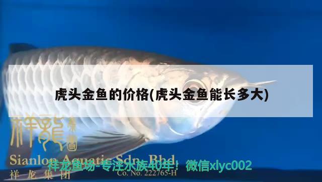 虎頭金魚的價(jià)格(虎頭金魚能長多大) 觀賞魚