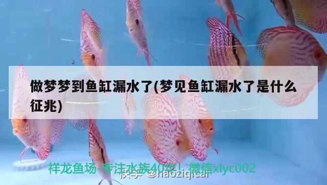 做夢夢到魚缸漏水了(夢見魚缸漏水了是什么征兆)