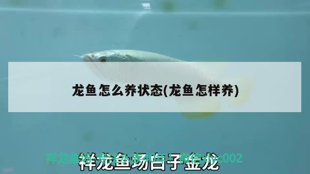 龍魚(yú)怎么養(yǎng)狀態(tài)(龍魚(yú)怎樣養(yǎng)) 觀賞魚(yú)