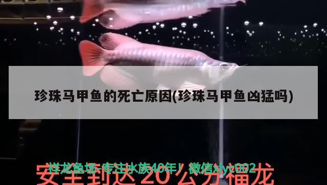 珍珠馬甲魚的死亡原因(珍珠馬甲魚兇猛嗎) 觀賞魚