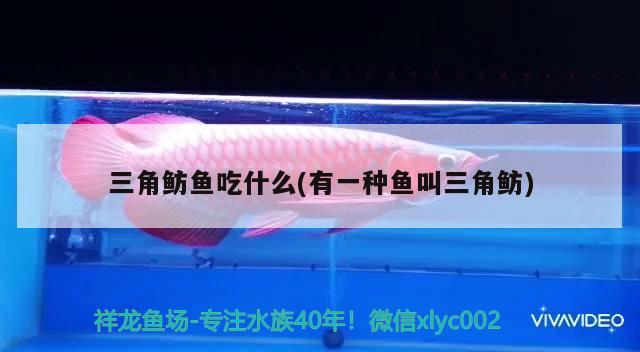 三角魴魚吃什么(有一種魚叫三角魴) 觀賞魚