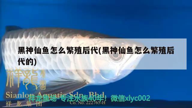 黑神仙魚(yú)怎么繁殖后代(黑神仙魚(yú)怎么繁殖后代的)