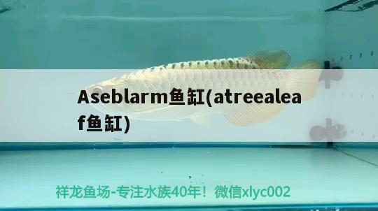 Aseblarm魚缸(atreealeaf魚缸)