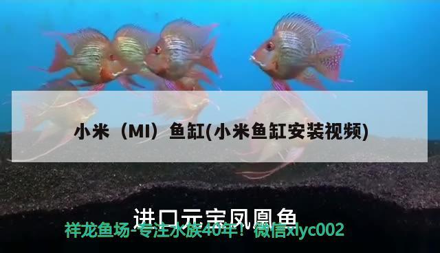 小米（MI）魚(yú)缸(小米魚(yú)缸安裝視頻) 其他品牌魚(yú)缸