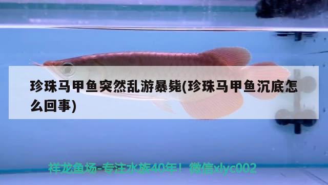 珍珠馬甲魚突然亂游暴斃(珍珠馬甲魚沉底怎么回事)