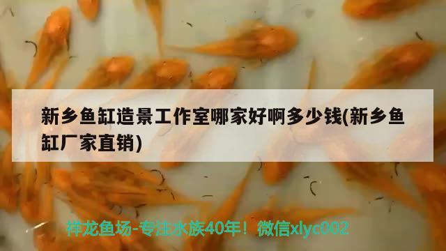 新鄉(xiāng)魚缸造景工作室哪家好啊多少錢(新鄉(xiāng)魚缸廠家直銷)