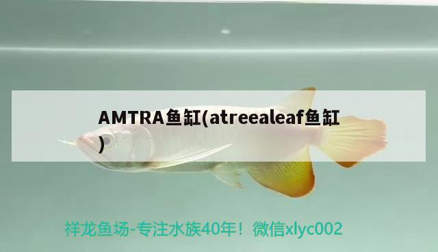 AMTRA魚缸(atreealeaf魚缸)