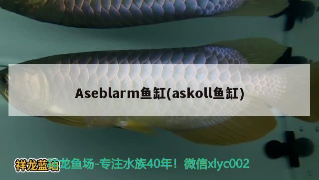 Aseblarm魚缸(askoll魚缸)