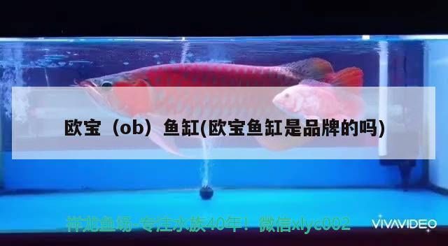 歐寶（ob）魚缸(歐寶魚缸是品牌的嗎) 其他品牌魚缸