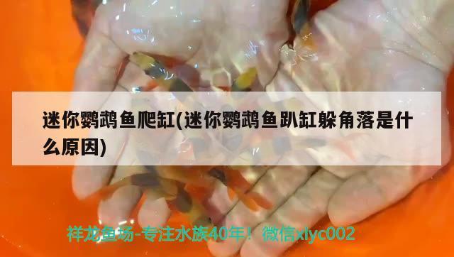 迷你鸚鵡魚爬缸(迷你鸚鵡魚趴缸躲角落是什么原因)